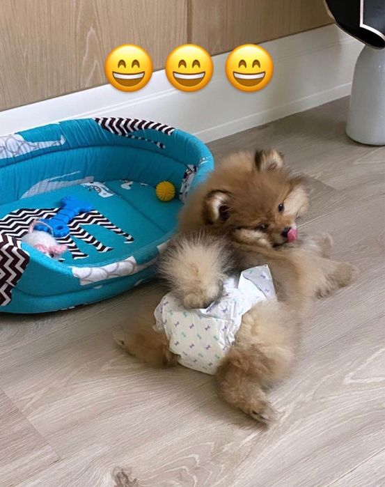 Щенки померанского шпица