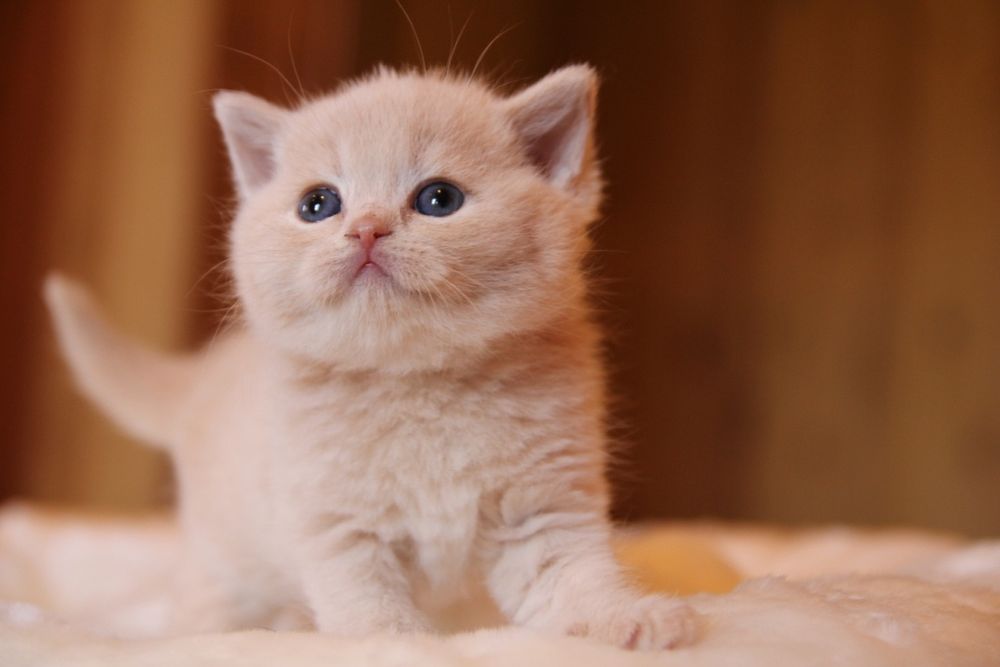 Британские котята