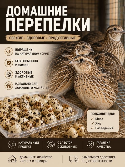 Продам перепелиные яйца и перепелок