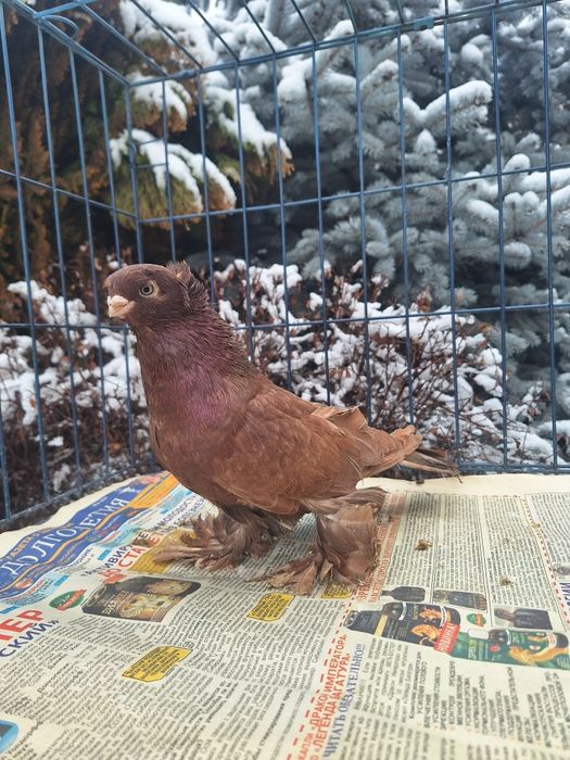 Продам красного голубя