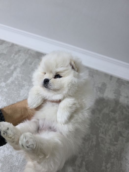 Продаются щенки померанский шпиц