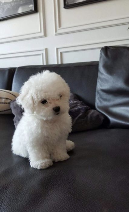 Bichon Maltez Toy