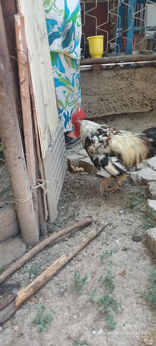 Хонаки хуроз сотилади.