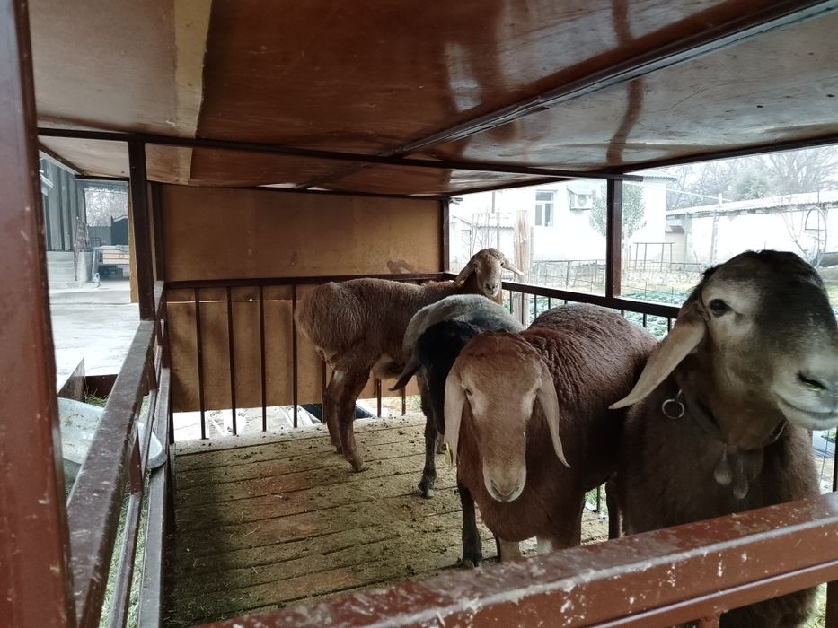 Шаруа қожалықтары.