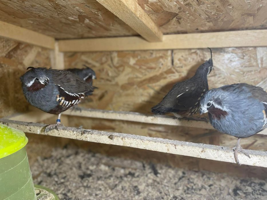 Prepelite MONTEZUMA si de munte