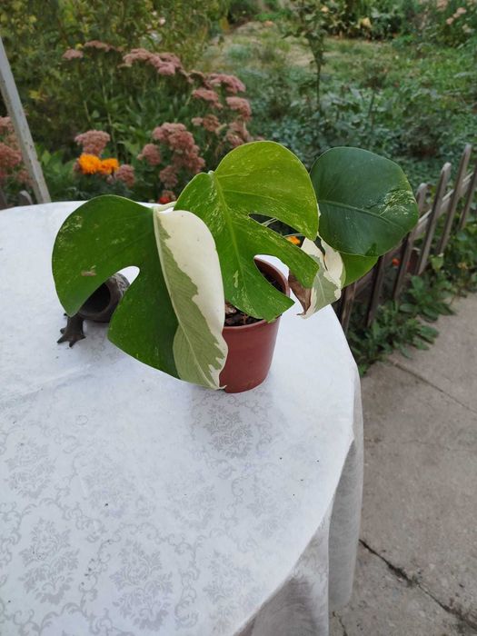 Цветы,монстера Альба,монстера деликатесная