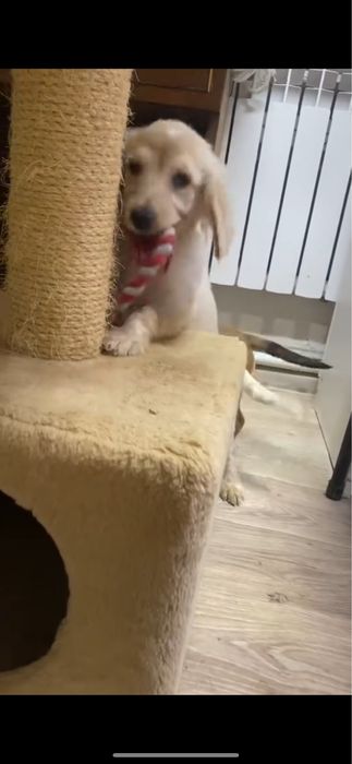 Две лапочки спаниель