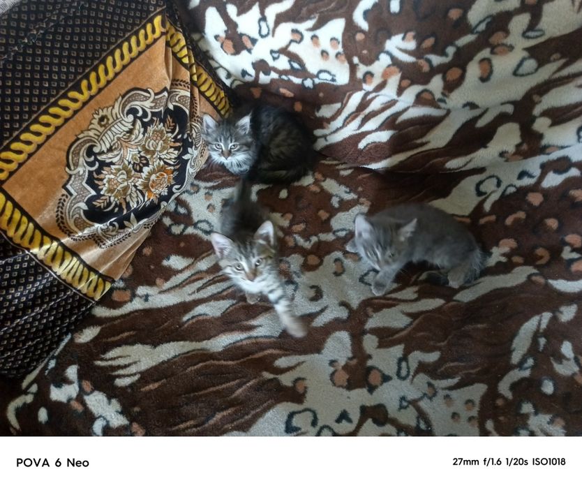 Котята 2 месяца, просто так в хорошие руки