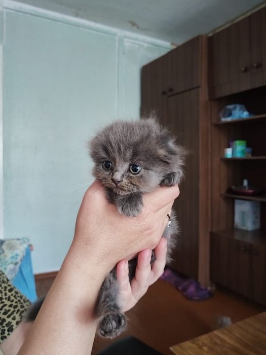 Скоттиш Фолды (вислоухие котята)