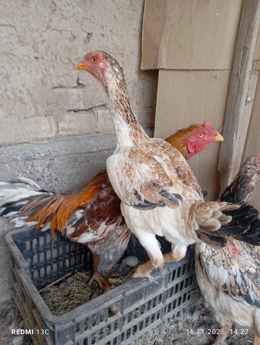 Даканиха прошлого года Корея