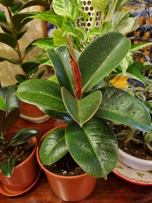 Фикусы разные сорта