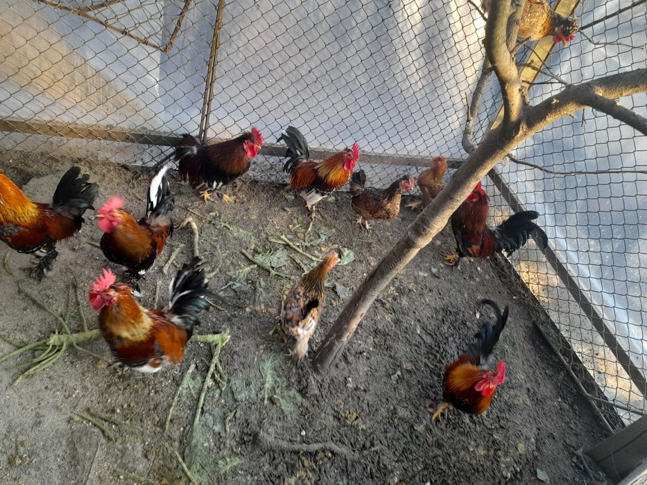 Pereche LILIPUTI Gaina + Cacos din vara anului trecut