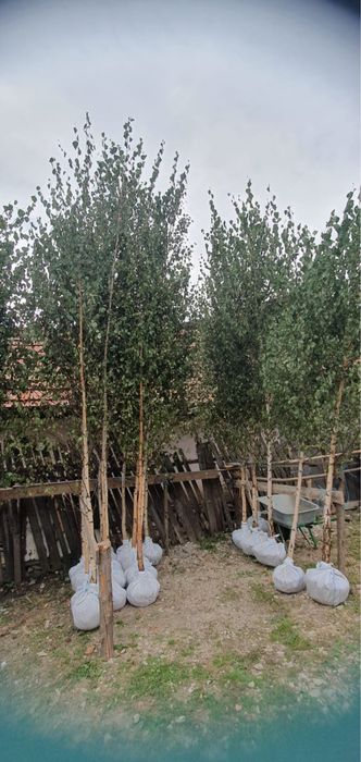 Stejar platan paltin artar tei mesteacan 3m - 7m oriunde in tara