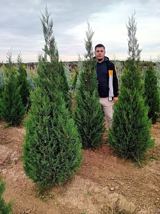 Chiparos leylandi plantație, pepinieră