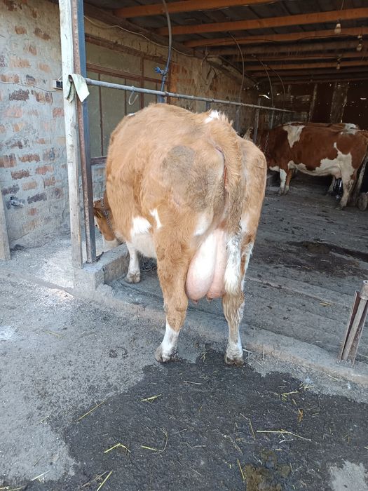 Vând vacă bălțată foarte cuminte