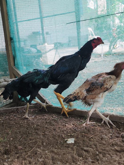 Dakan jojaxoroz va makyon sotiladi