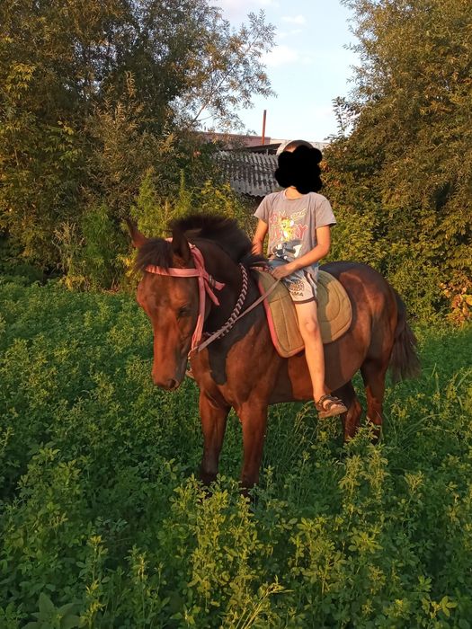 Продаётся лошадь