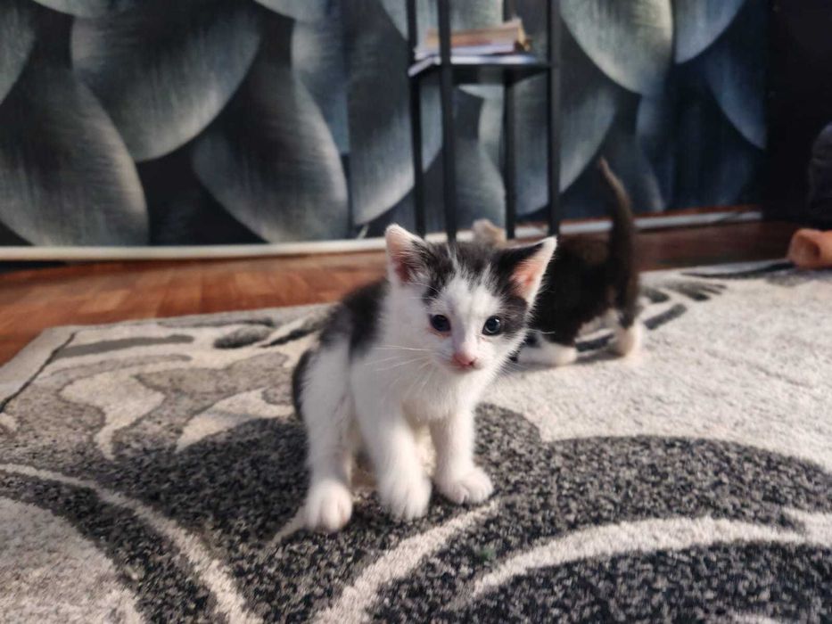 Отдам в добрые руки котят