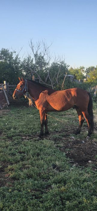 Продам Айғыр 4года