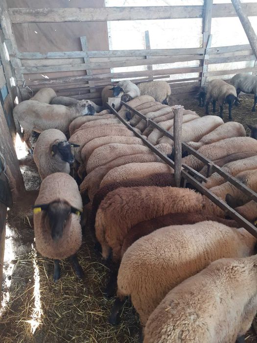 Mieluțe si berbeci de vânzare