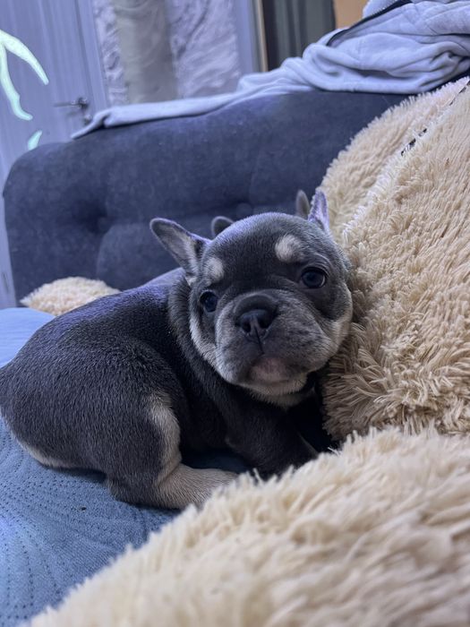 Bulldog francez