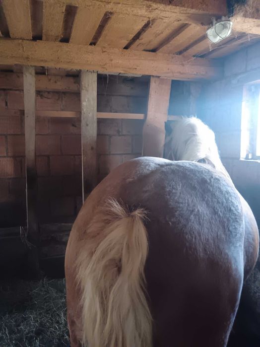 Vând pereche manzi!