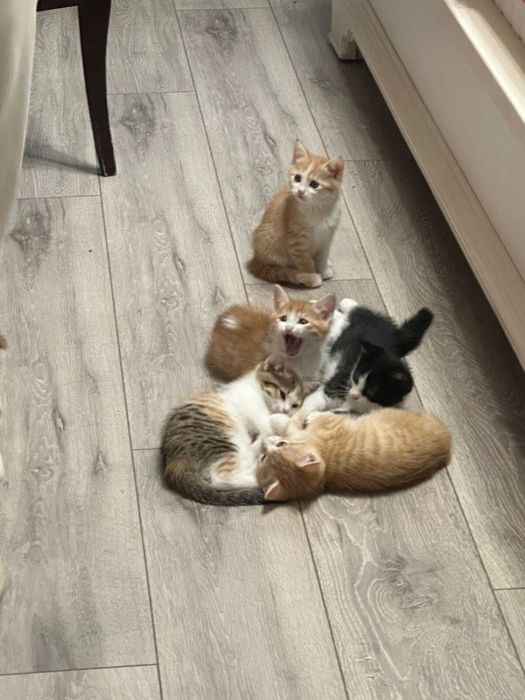 Отдам бесплатно чудесных котят
