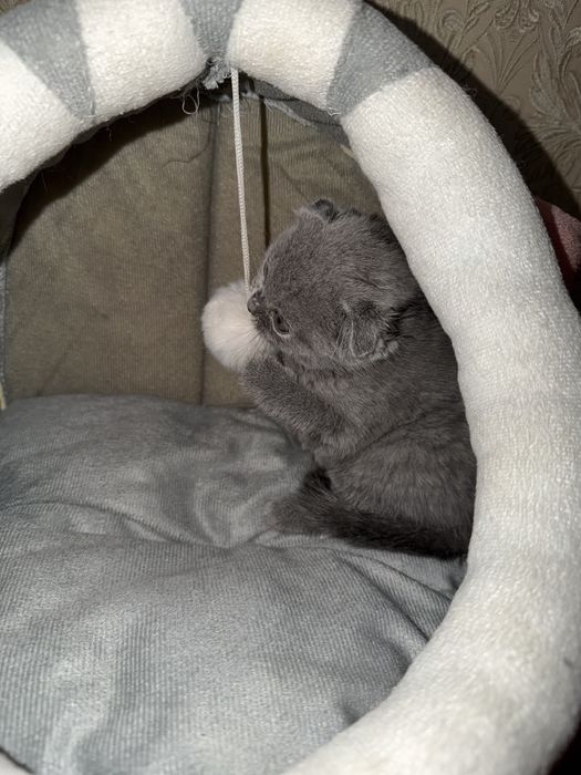 шотландские котята