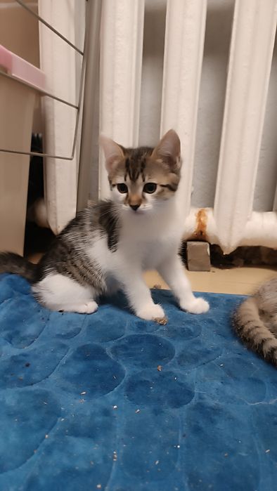 Отдам котят даром