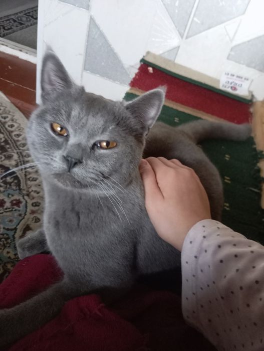 Хочу продать кошку