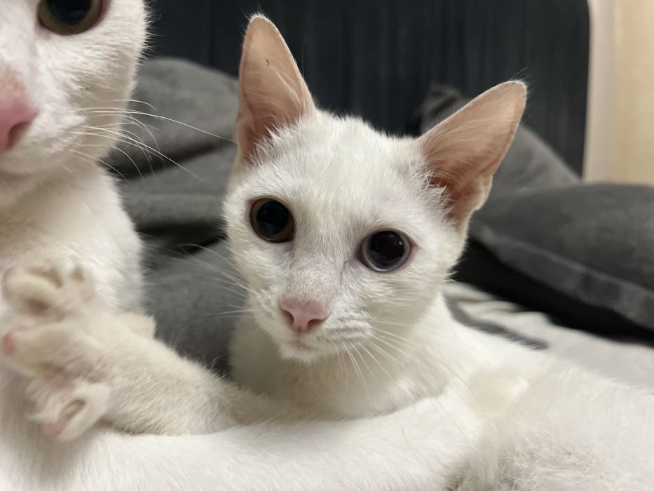 Котенок девочка в доьрые руки