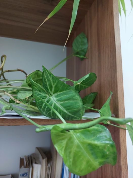 Сингониум трёхпалый