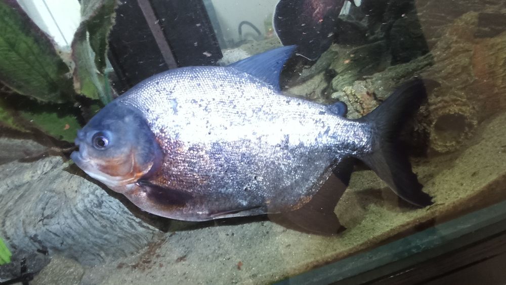 Peste de acvariu Pacu