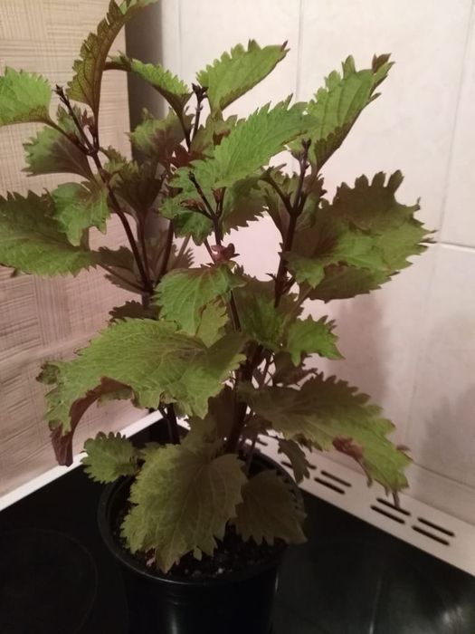 Герань,фикус,, бегония,колеус