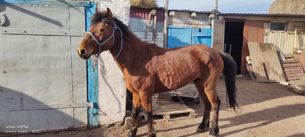 4Жасар айғыр сатылады