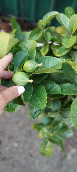 Лимон с плодами цветущие плюс подарок