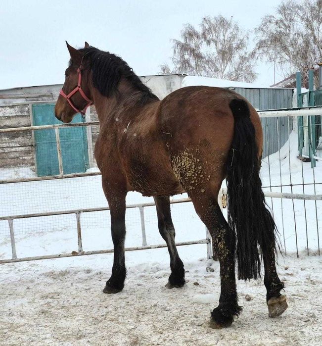 Продам жеребца мешаный