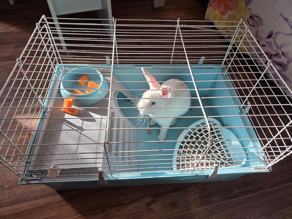 Продам декоративного кролика