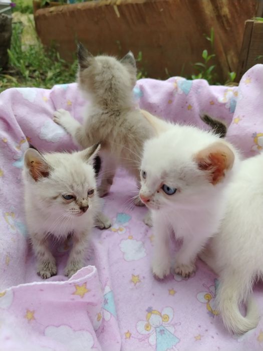 Отдам котят в добрые руки