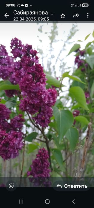 Продаю сортовую сирень