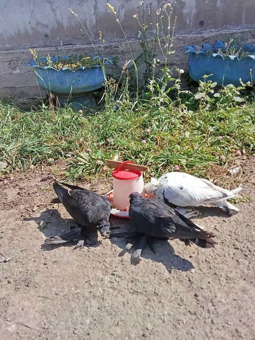 Голуби двухчюбые