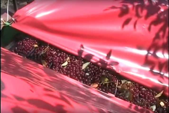 Utilaj recoltat prune, cirese, visine, alune, nuci, migdale