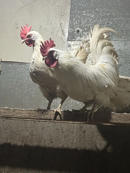 инкубационные яйца