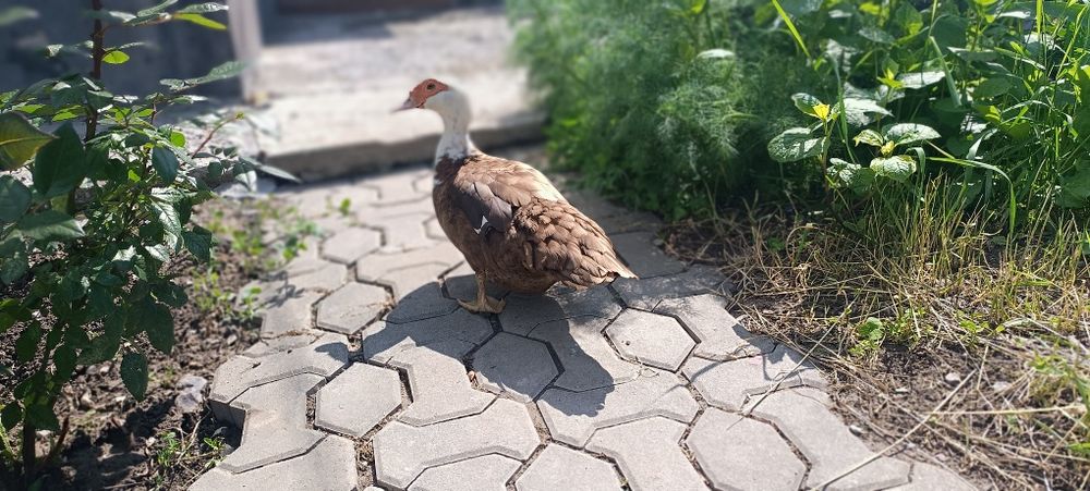 Продается утка. Возраст 1.5года