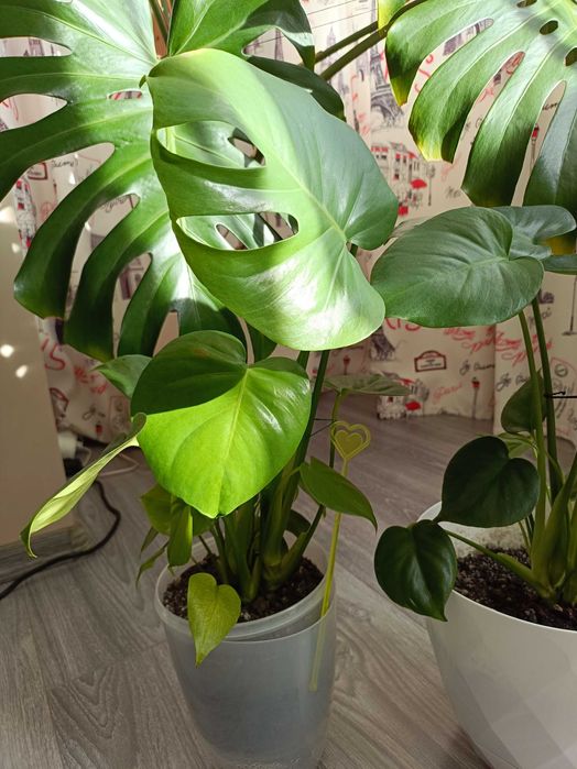 Filodendron cu puieți