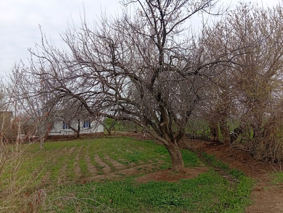 7 hona uy 23 sotix erli hovli sotiladi