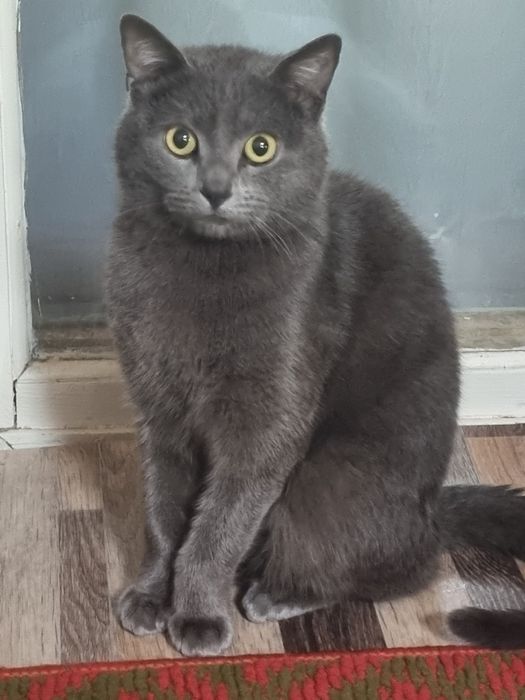 Мушук сотилади,  угил бола,