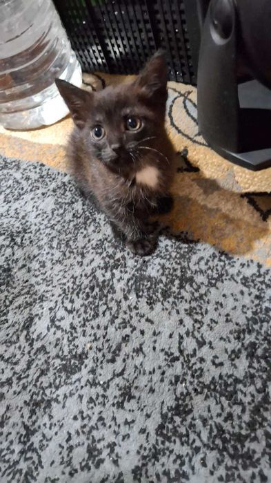 Отдам котят даром