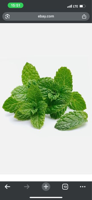 мята для посадки