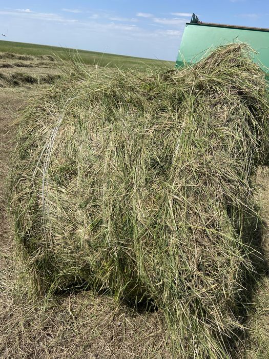 Продам сено в рулонах